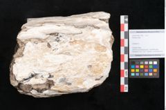 Foto (Objekt + Etikett) von Plantae indet.  (NHMW-GEO-2024-0188-11592)